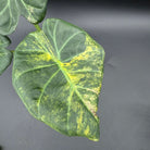 Variegated Alocasia Regal Shield leaf with vibrant green and white patterns against a dark background.