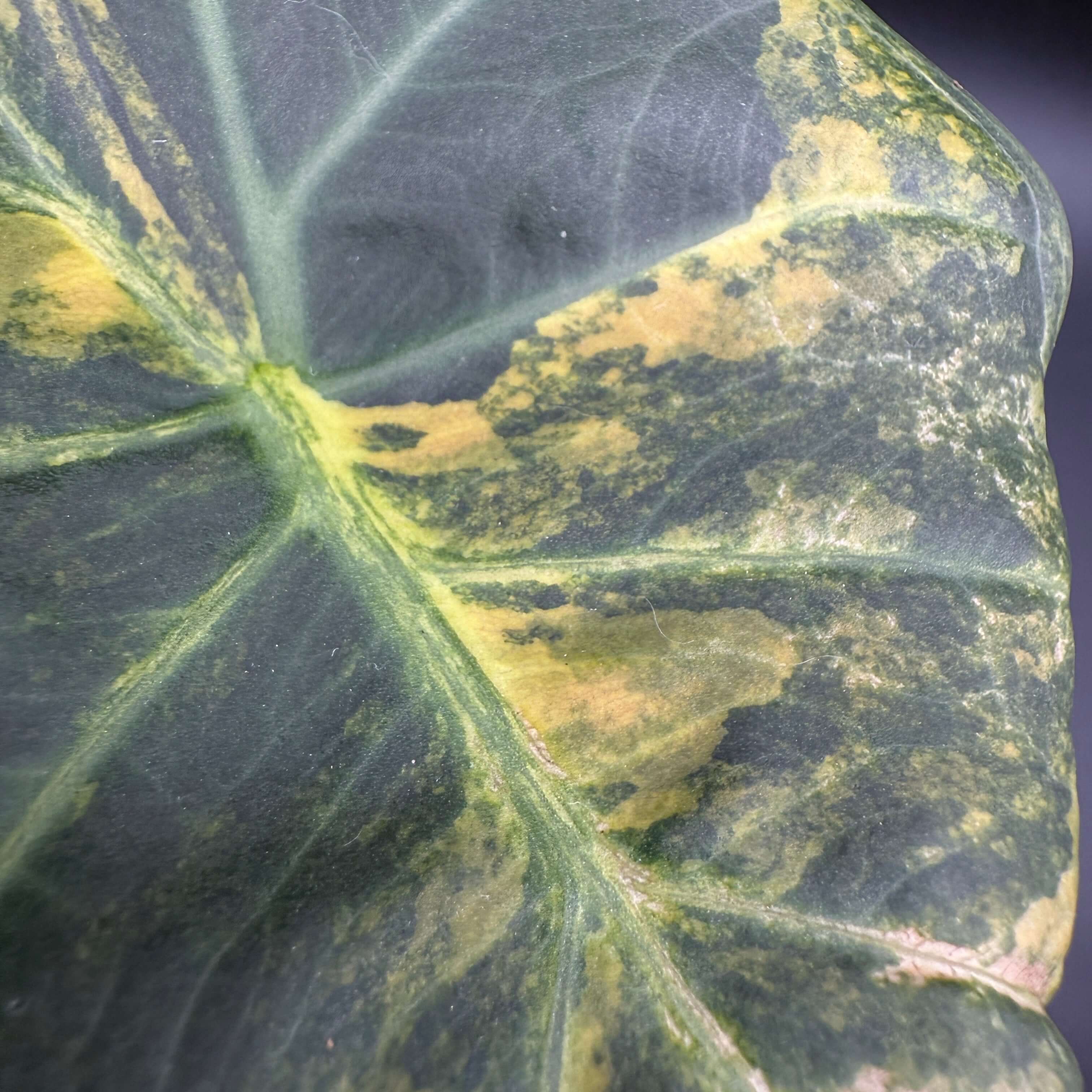 Close-up of Alocasia Regal Shield Variegated leaf with vibrant green and white patterns, perfect for indoor gardens and decor.