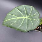 Close-up of Alocasia Regal Shield Variegated leaf with vibrant green and white variegation, ideal for indoor gardens.