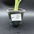 Alocasia Regal Shield Variegated plant in a pot showcasing its vibrant green and white variegated leaves.