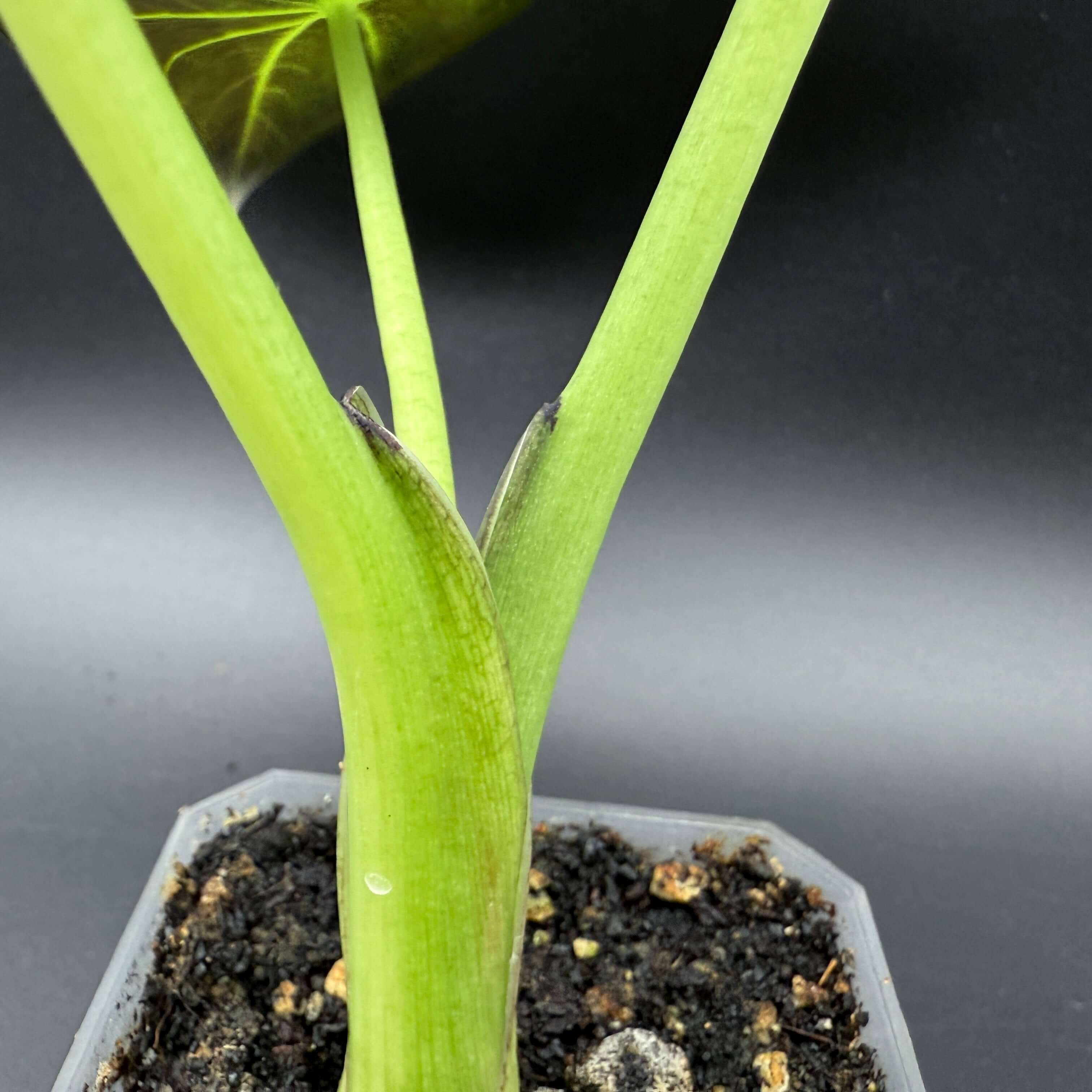 Close-up of Alocasia Regal Shield Variegated plant stem and leaves in a pot, showcasing its vibrant green coloration and texture.