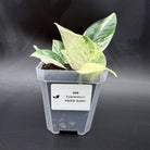 Epipremnum aureum 'Marble Queen' potted plant with marbled cream and green leaves in a nursery container.