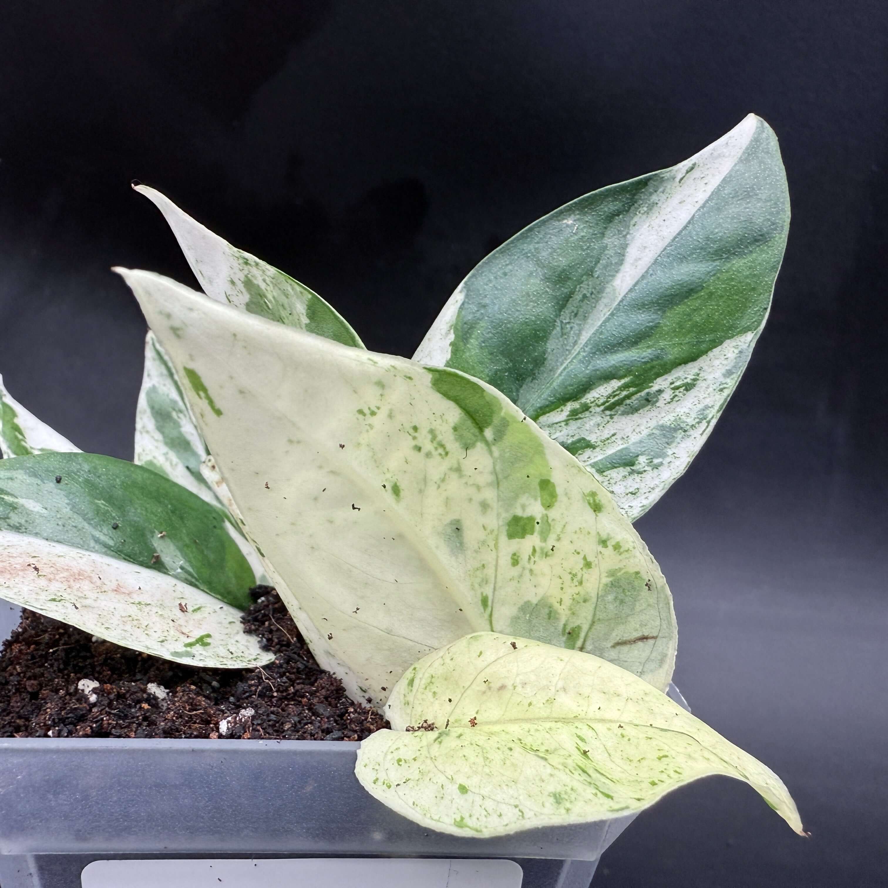 Epipremnum aureum 'Marble Queen' plant with striking marbled leaves in creamy white and emerald green hues, in a plastic pot.