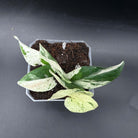 Marble Queen plant with white and green marbled leaves in a pot on a dark background.