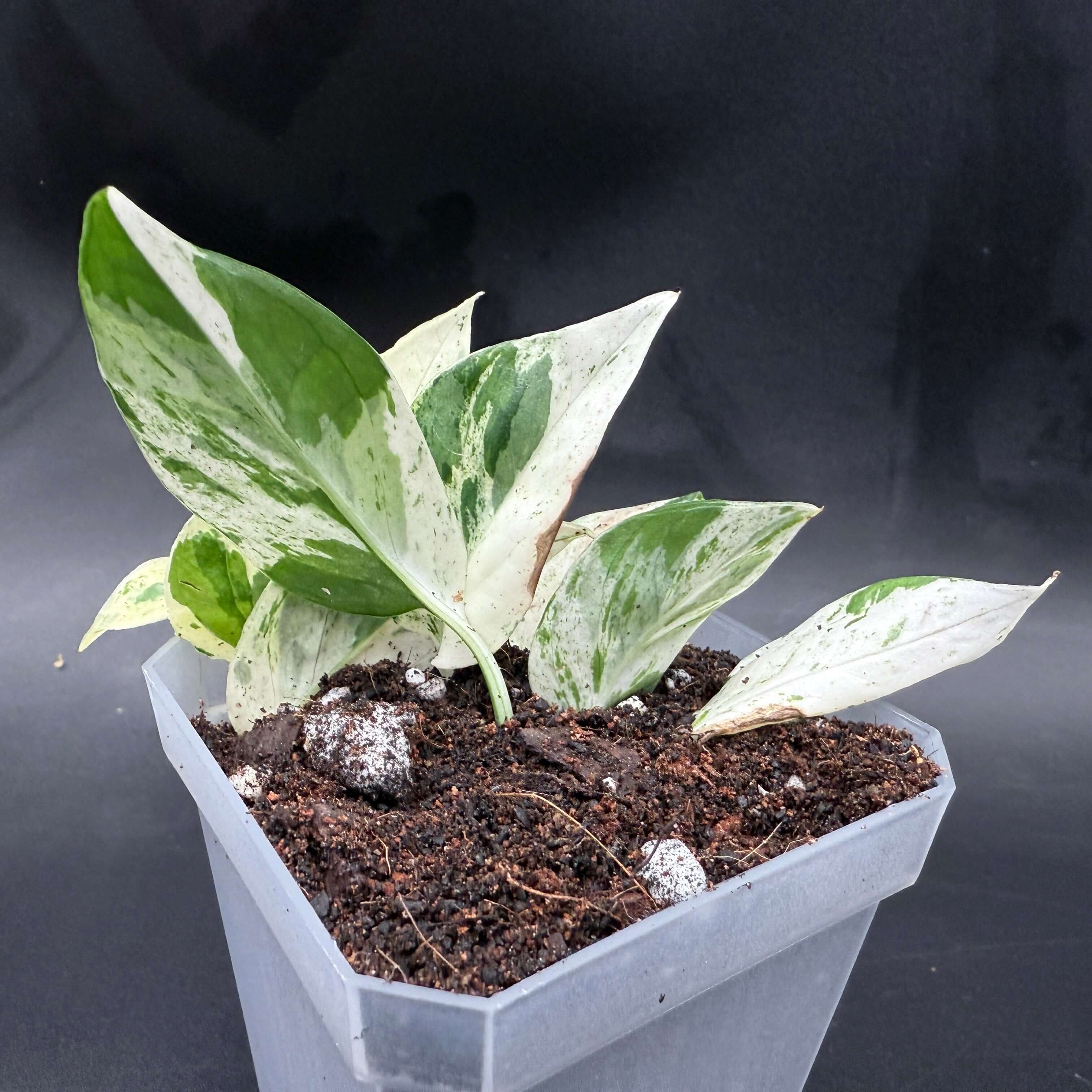 Epipremnum aureum 'Marble Queen' in pot showcasing creamy white and emerald green marbled leaves. Perfect for indoor decor.