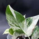 Close-up of Epipremnum aureum 'Marble Queen' leaves with creamy white and emerald green marbling against a dark background.