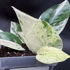 Epipremnum aureum 'Marble Queen' with unique marbled leaves in creamy white and emerald green in a planter.