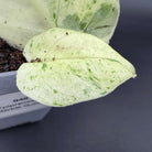 Close-up of Epipremnum aureum 'Marble Queen' leaf showing white and emerald green marbling, in a pot against a dark background.