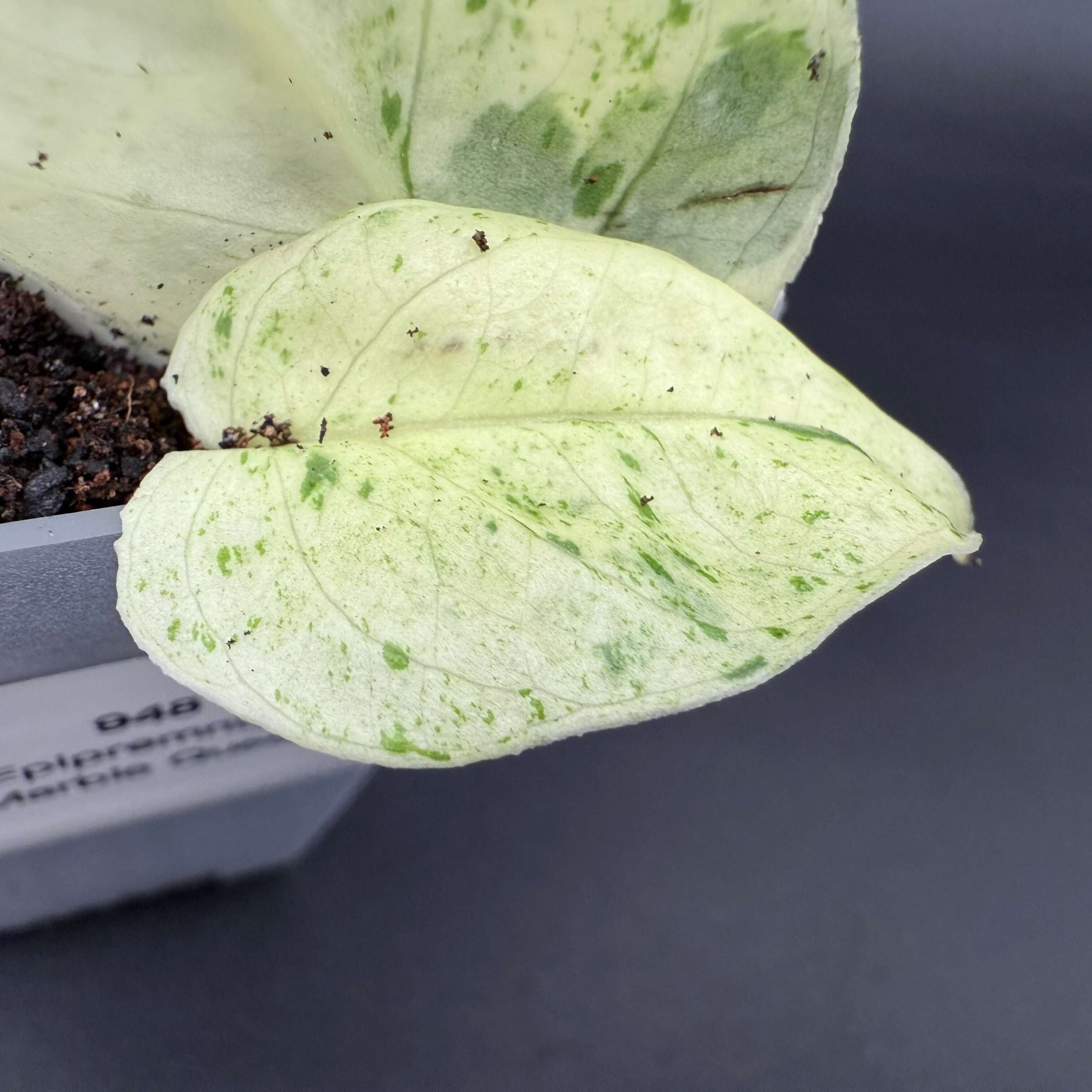 Close-up of Epipremnum aureum 'Marble Queen' leaf showing white and emerald green marbling, in a pot against a dark background.