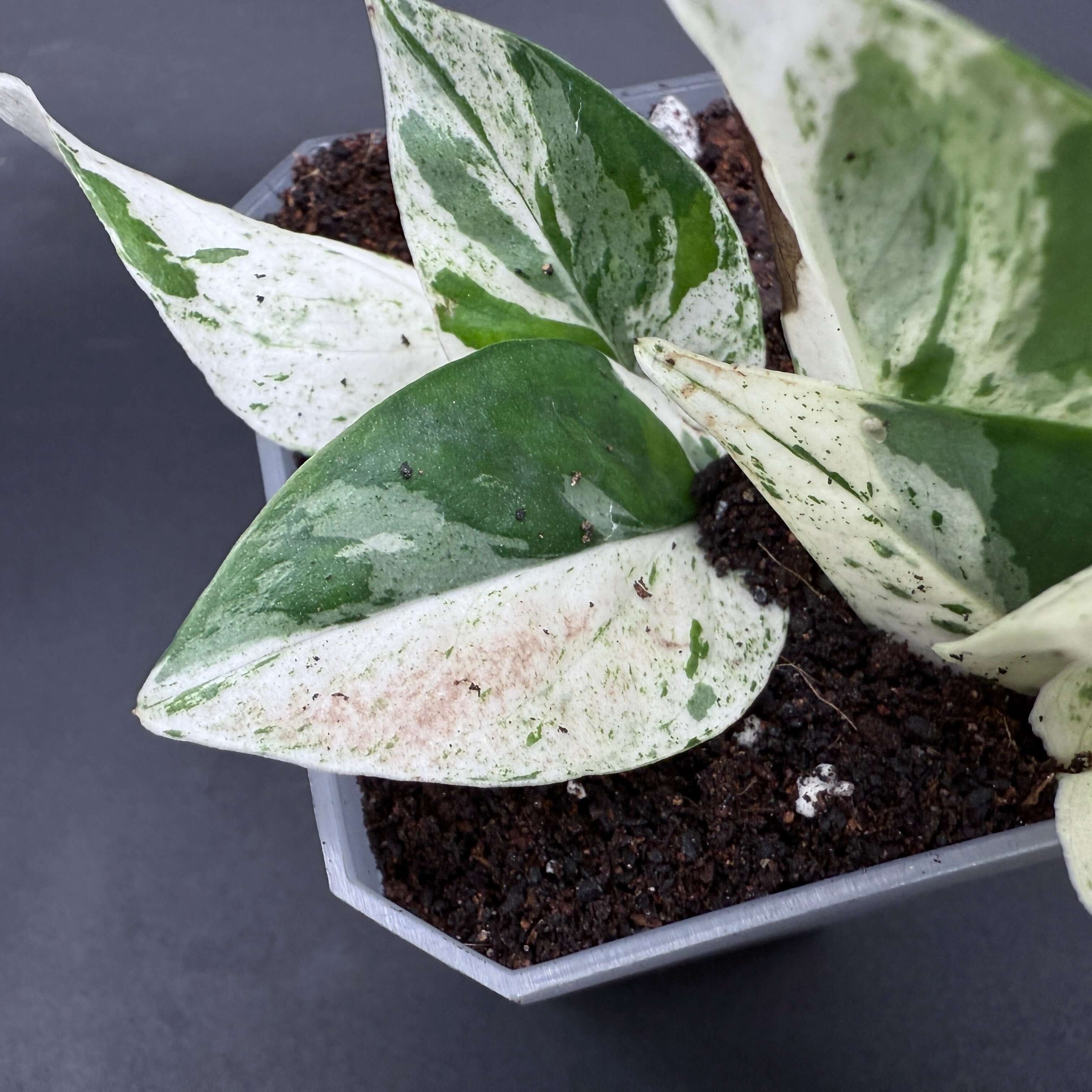 Epipremnum aureum 'Marble Queen' plant in pot with creamy white and emerald green marbled leaves, on rich dark soil.