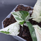 Epipremnum aureum 'Marble Queen' plant with striking marbled white and green leaves in a small pot, showcasing unique foliage.