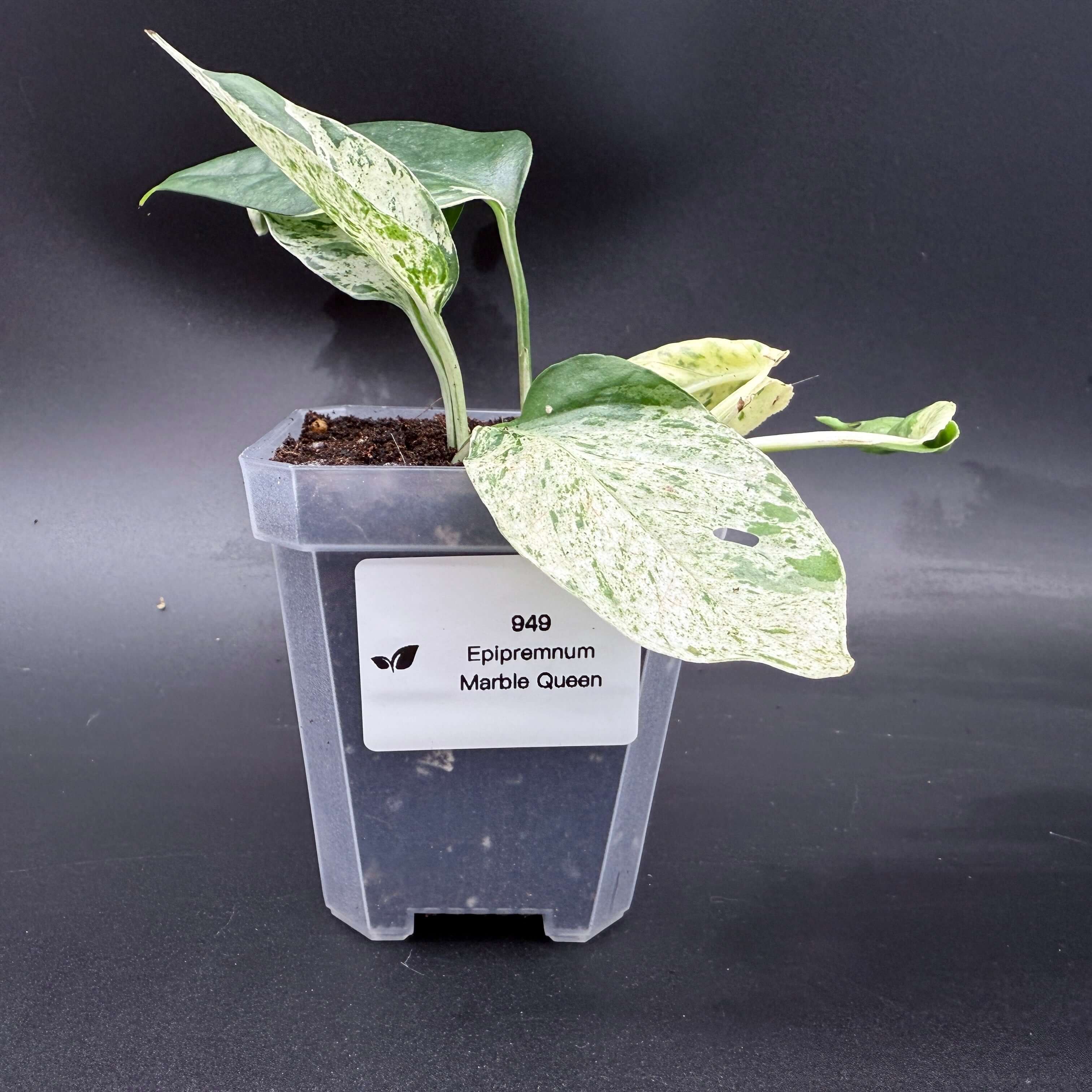 Epipremnum aureum 'Marble Queen' plant in a pot showcasing marbled white and green leaves, ideal for home décor.