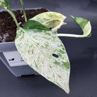 Epipremnum aureum 'Marble Queen' plant with marbled green and white leaves in a pot, showcasing distinct patterns and lush foliage.