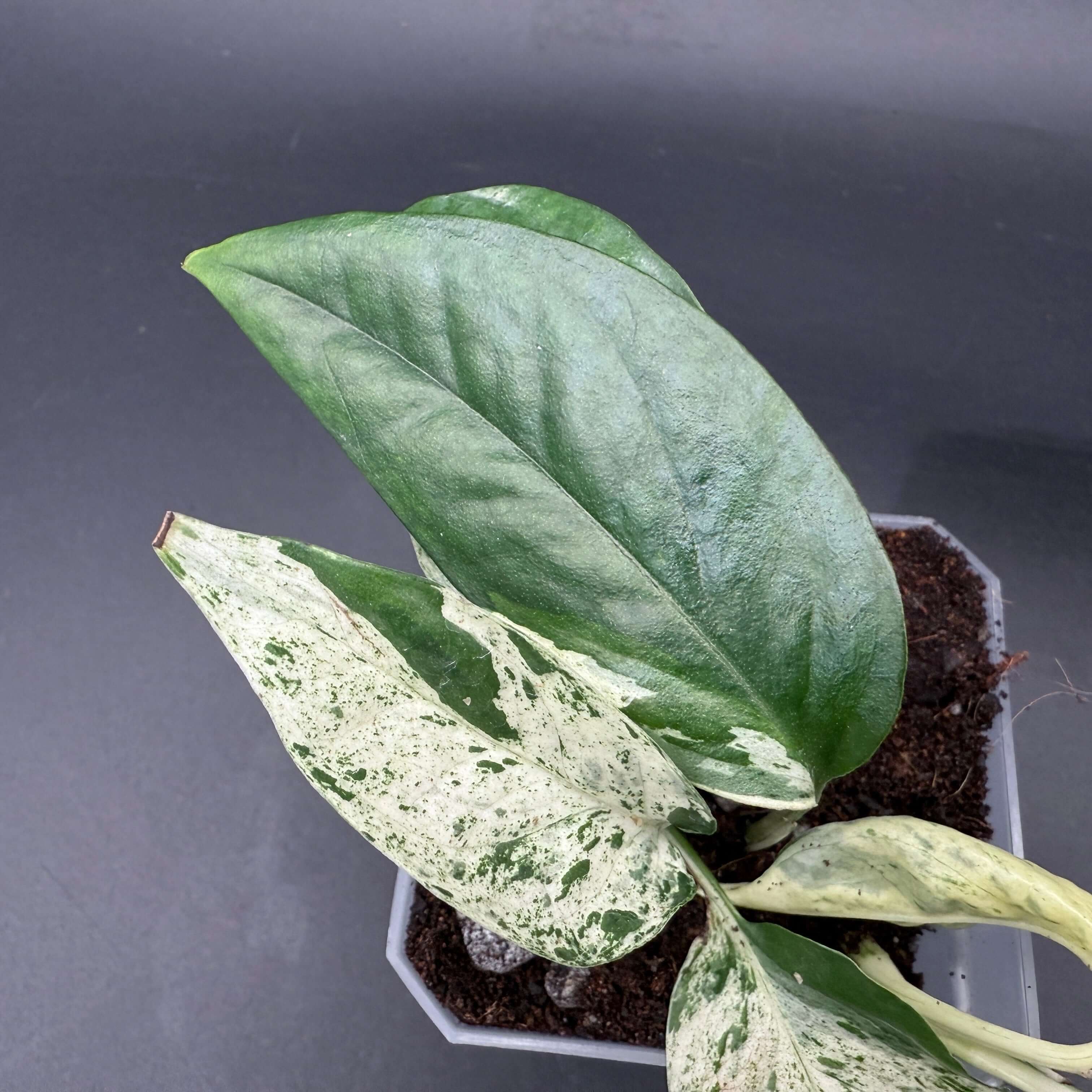 Epipremnum aureum 'Marble Queen' plant with creamy white and emerald marbled leaves in a pot, ideal for indoor decor.