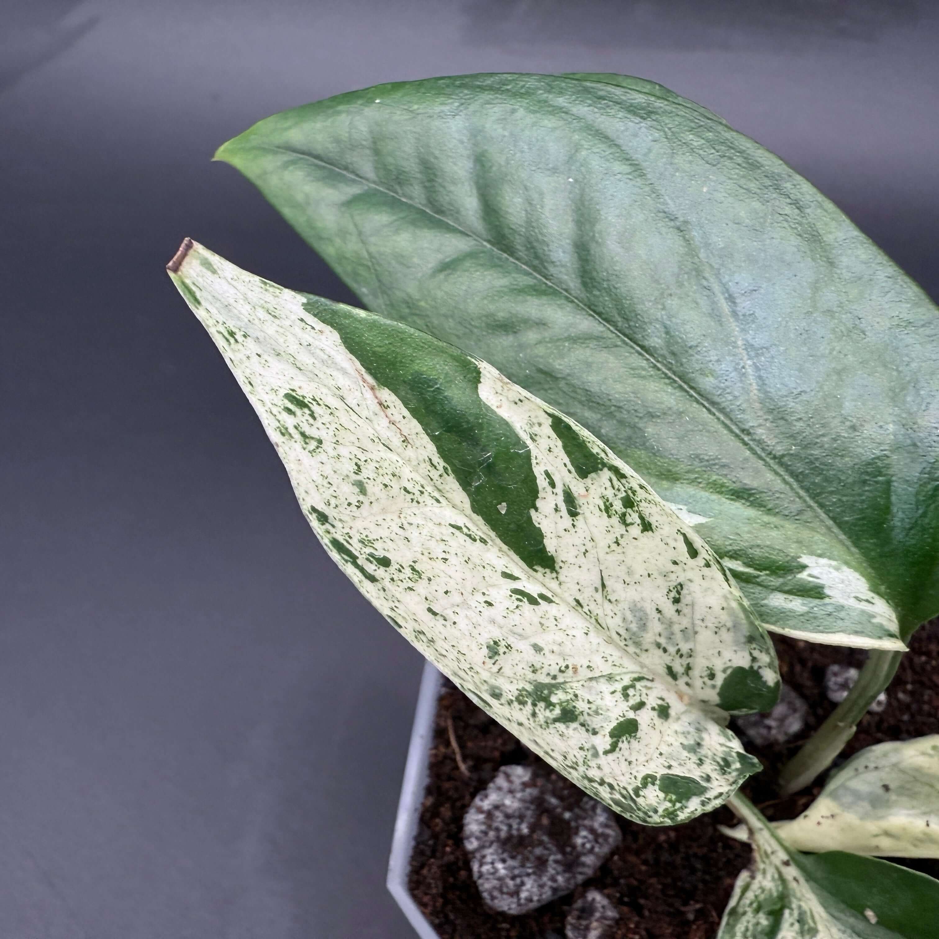 Epipremnum aureum 'Marble Queen' with creamy white and green marbled leaves in a pot, showcasing its unique pattern and climbing habit.