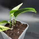 Epipremnum aureum 'Marble Queen' plant with creamy white and emerald green marbled leaves in a pot.