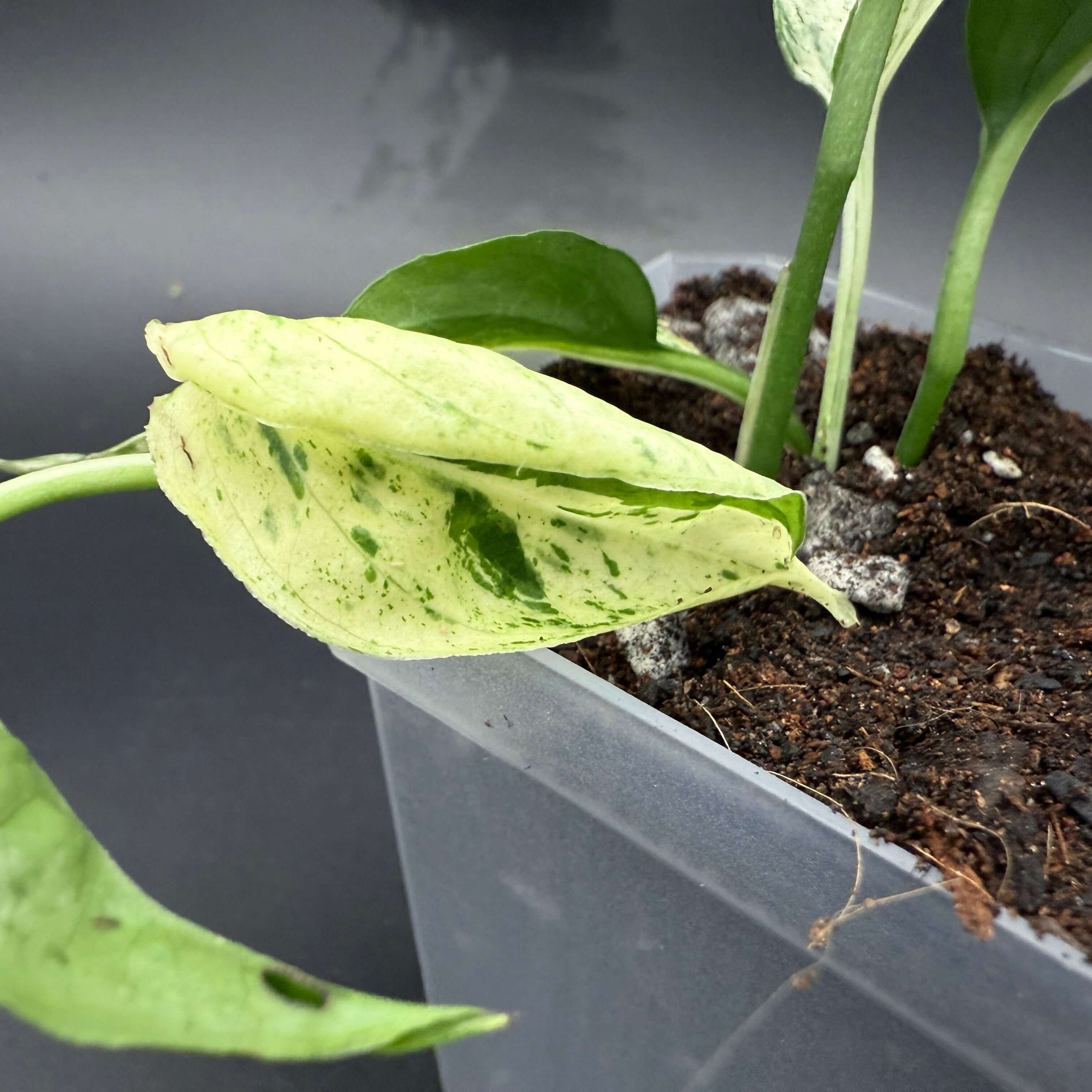 Epipremnum aureum 'Marble Queen' plant with marbled leaves in a plastic pot, highlighting its creamy white and emerald green foliage.