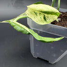 Epipremnum aureum 'Marble Queen' plant in a pot showcasing marbled foliage of creamy white and green hues.