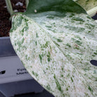 Close-up of Epipremnum aureum 'Marble Queen' leaf with creamy white marbling and emerald green patterns in a planter.