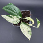 Potted Epipremnum aureum 'Marble Queen' with marbled white and green leaves on a dark background