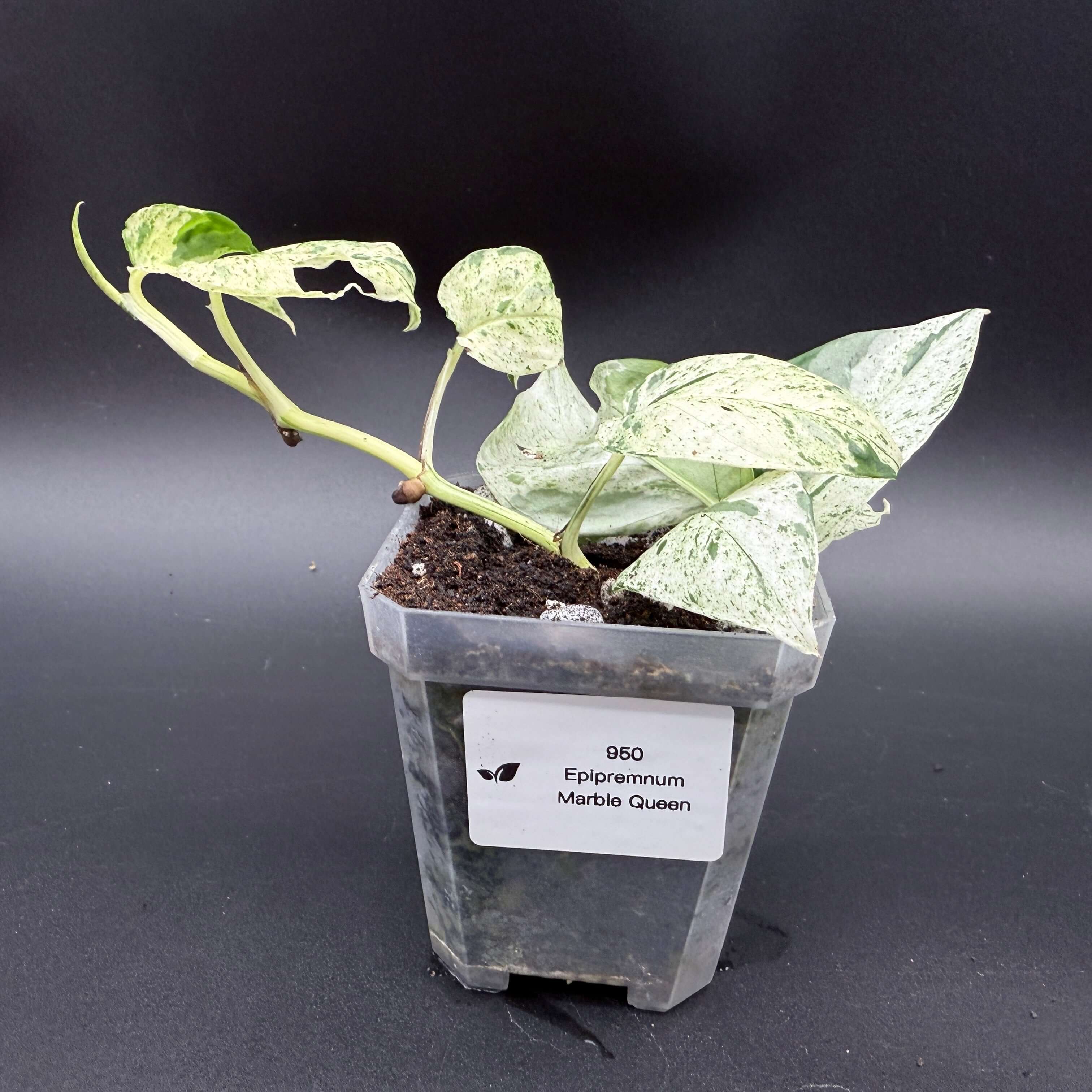 Epipremnum aureum 'Marble Queen' plant in a pot with striking variegated foliage of creamy white and emerald green marbling.