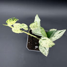 Epipremnum aureum 'Marble Queen' plant with marbled white and green foliage in a pot, ideal for indoor decor.