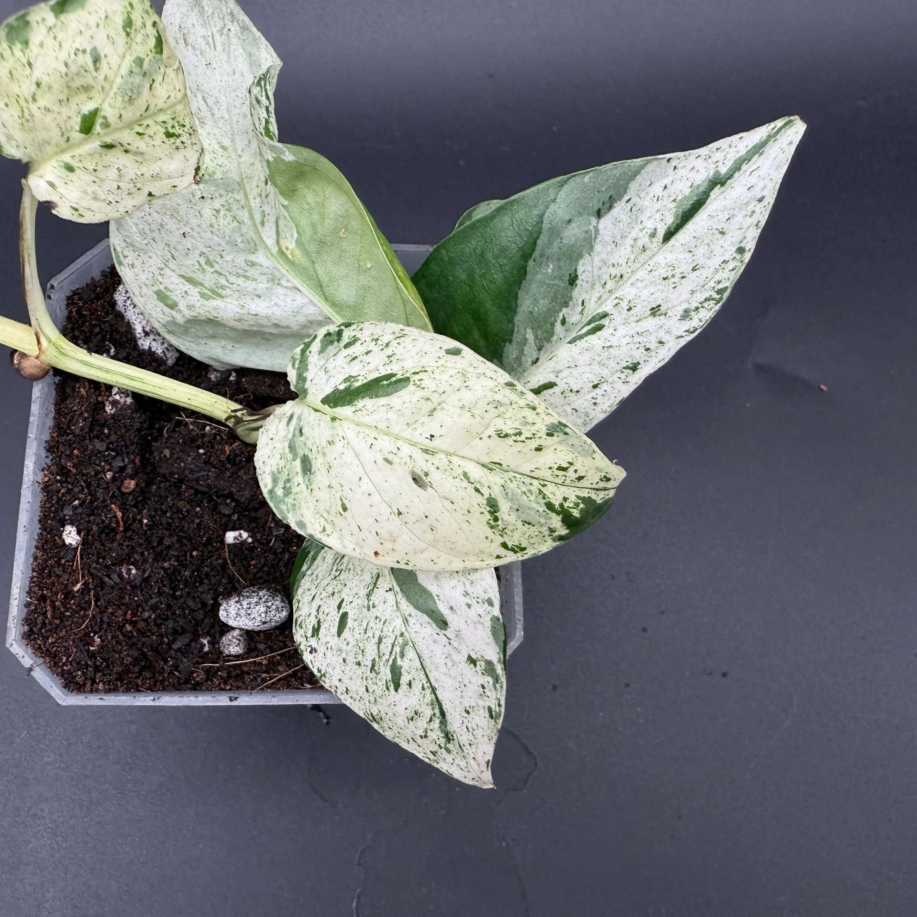 Potted Epipremnum aureum 'Marble Queen' with marbled green and white leaves, showcasing unique foliage patterns.