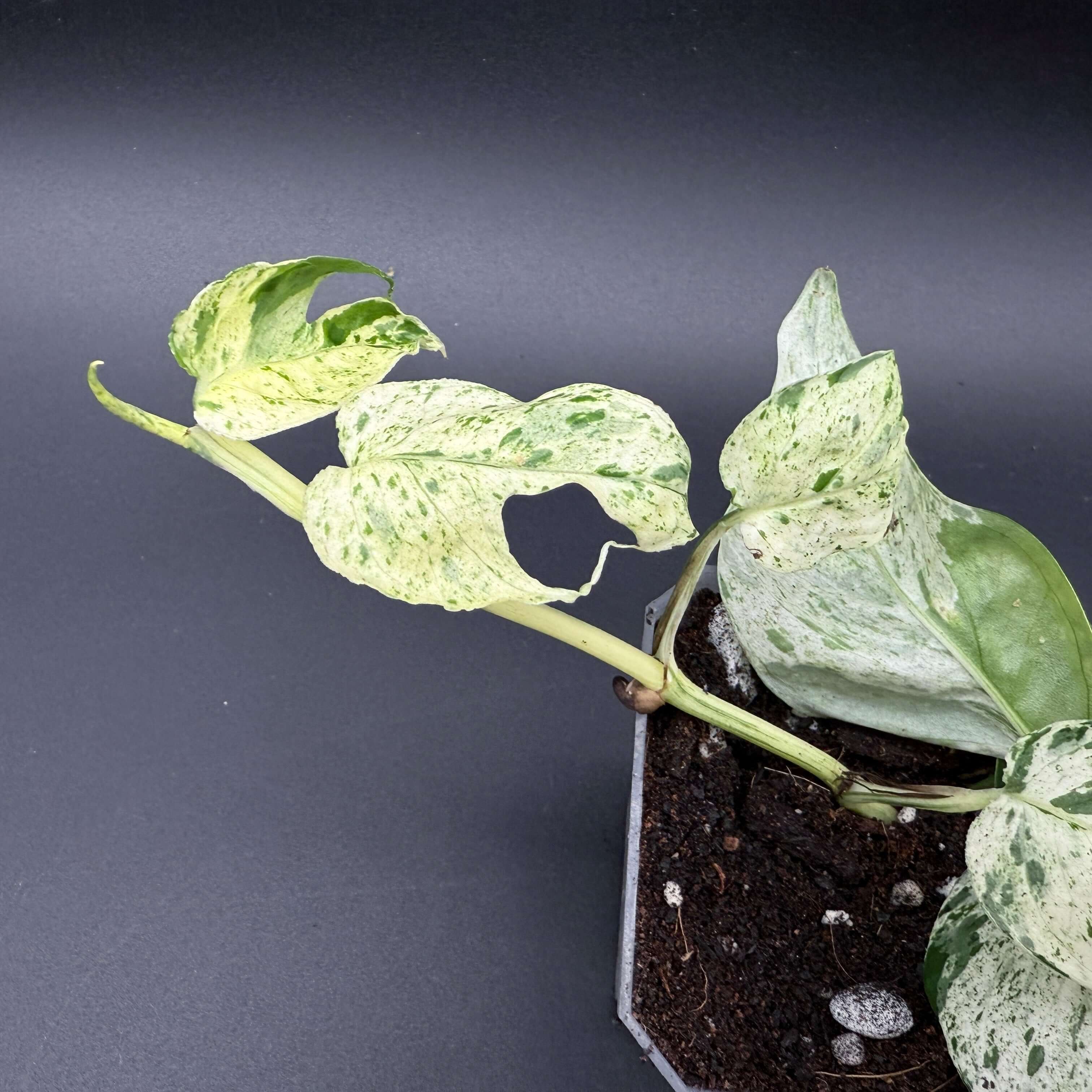 Close-up of Epipremnum aureum 'Marble Queen' with variegated green and white leaves in a pot, against a dark background.