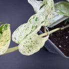 Epipremnum aureum 'Marble Queen' plant with cream and green marbled leaves in a pot, perfect for indoor decor or trailing display.