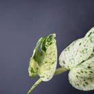 Close-up of Epipremnum aureum 'Marble Queen' leaves with creamy white and emerald green marbling on a dark background.