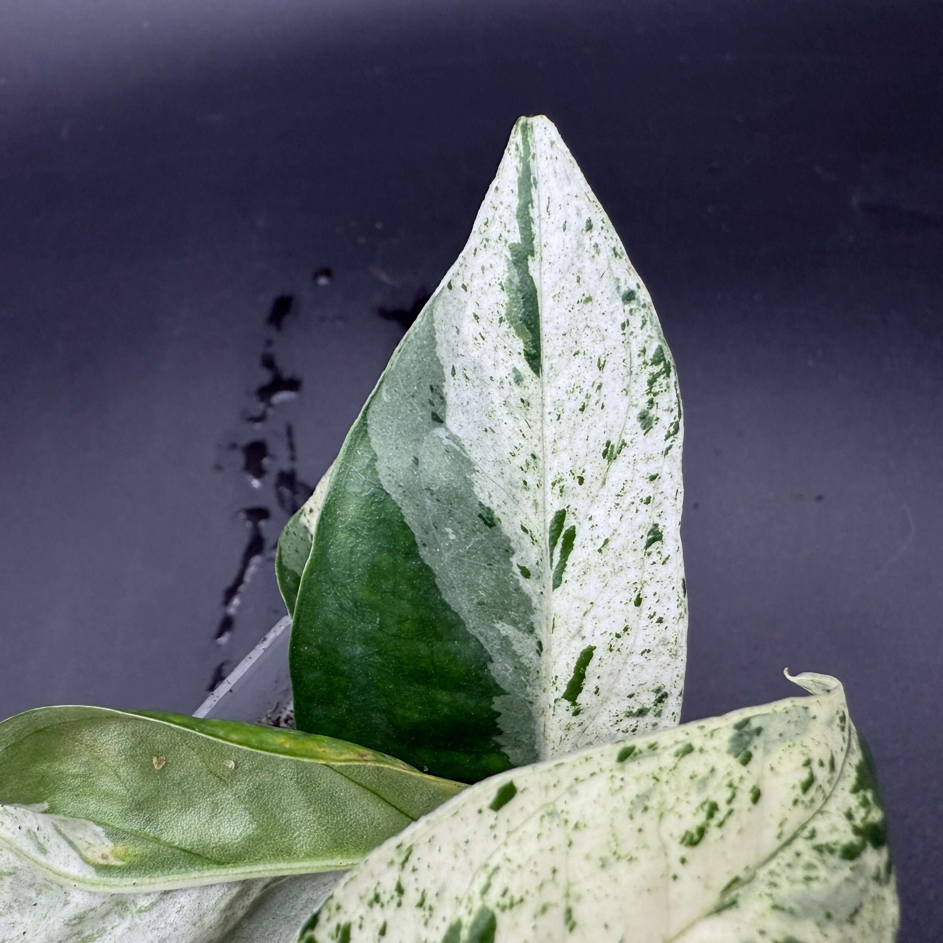 Close-up of Epipremnum aureum 'Marble Queen' leaf with creamy white and emerald green marbling, showcasing unique foliage pattern.