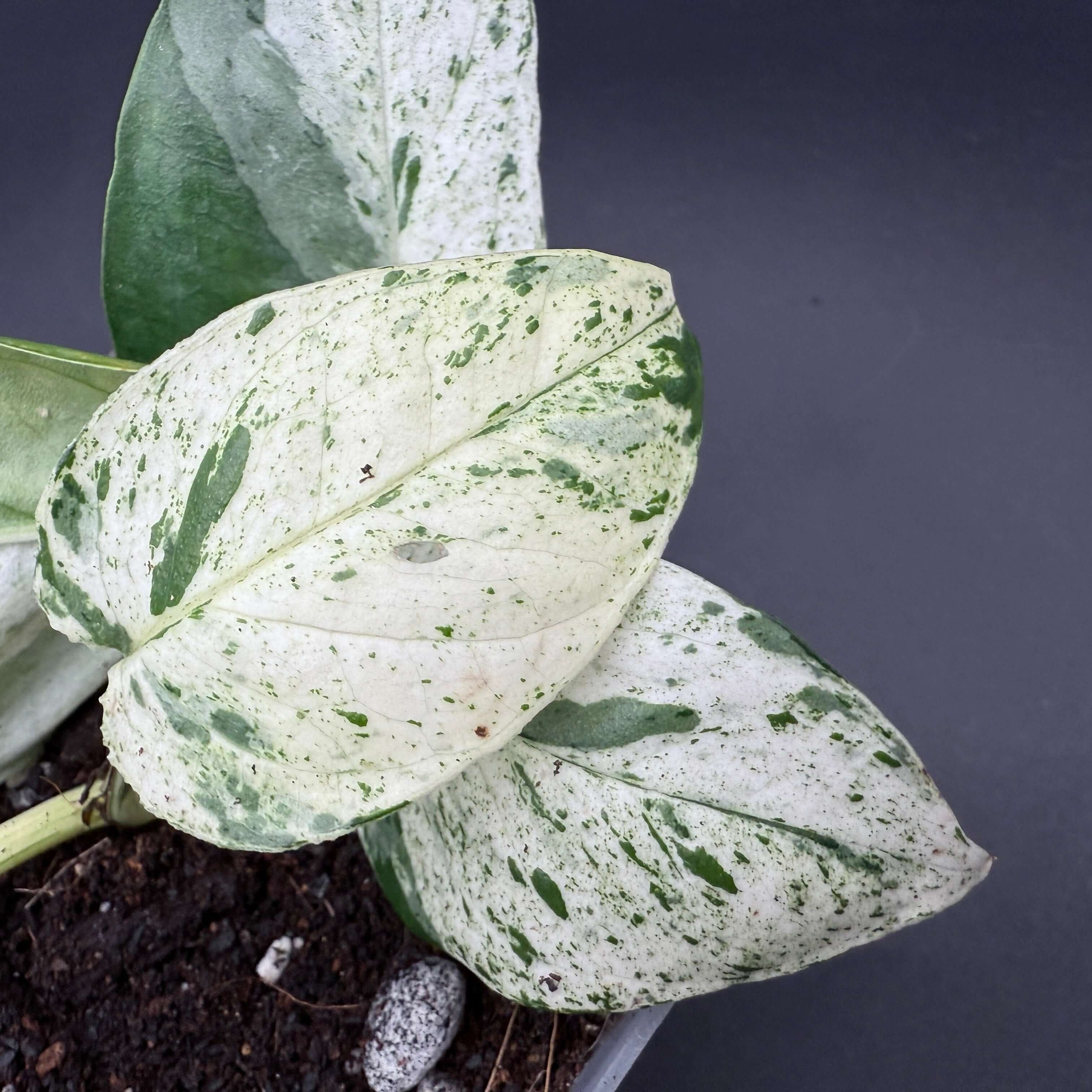 Epipremnum aureum 'Marble Queen' plant with marbled white and green leaves in a pot.