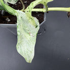 Epipremnum aureum 'Marble Queen' plant with variegated leaves in a planter showing unique marbling patterns.