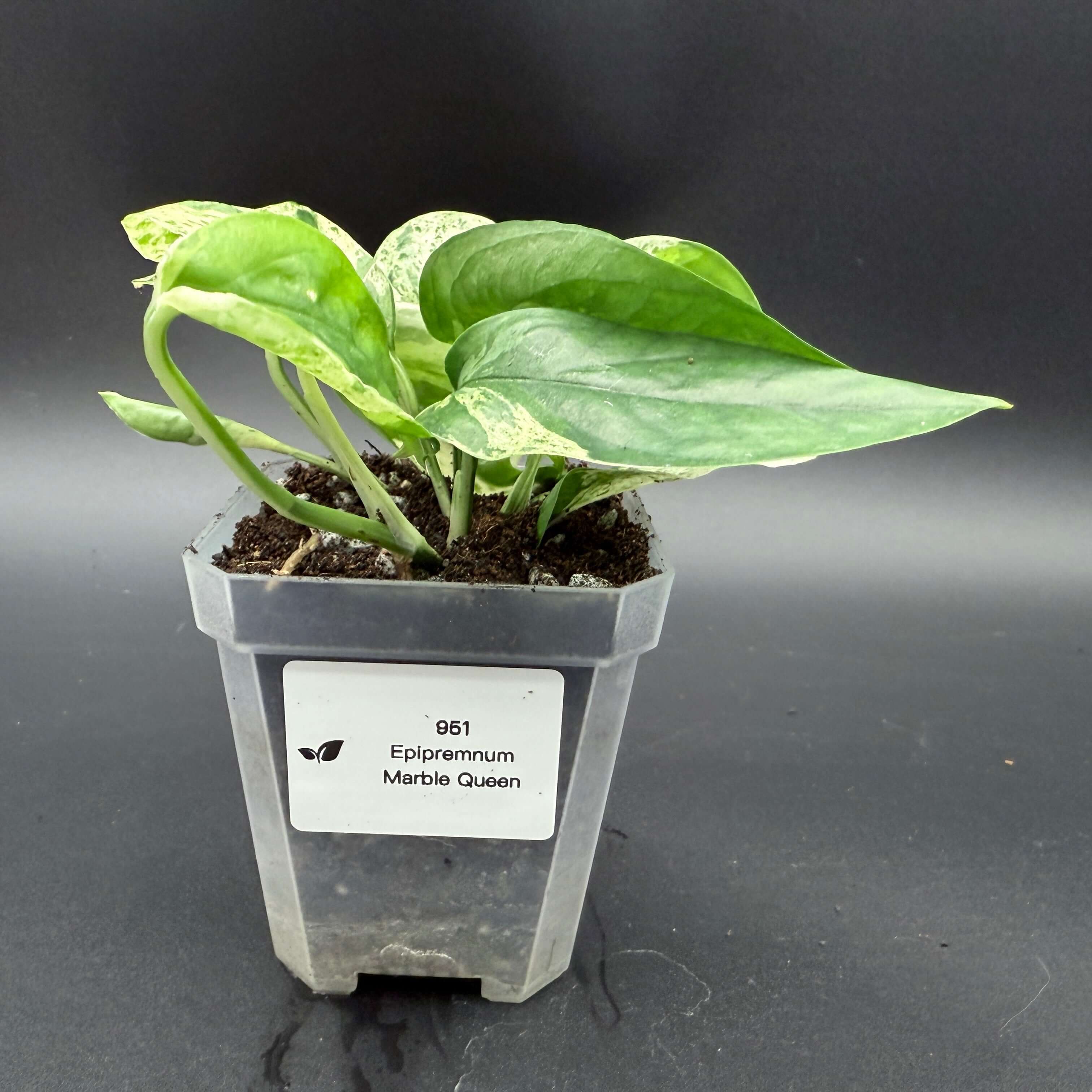 Epipremnum aureum 'Marble Queen' plant in pot, displaying unique marble-patterned leaves, ideal for home decor and gardening.