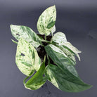 Close-up of Epipremnum aureum 'Marble Queen' with marbled white and emerald green leaves on a dark background.