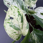 Epipremnum aureum 'Marble Queen' with marbled green and white leaves, showcasing unique patterns perfect for indoor decor.