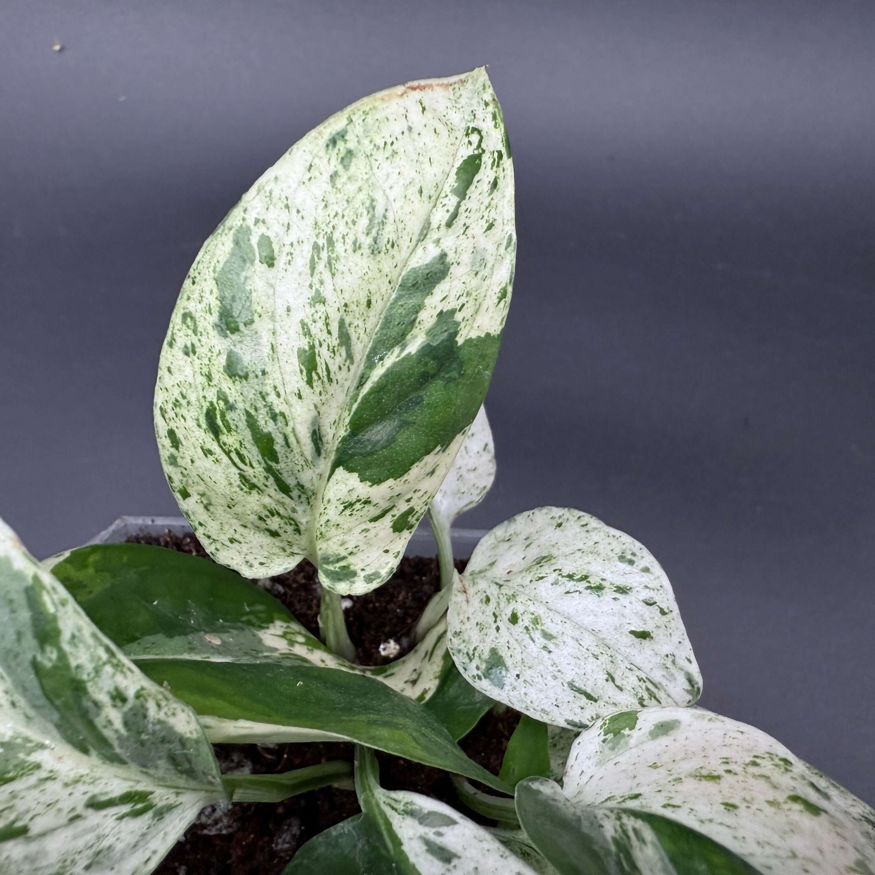 Epipremnum aureum 'Marble Queen' plant with creamy white and emerald green marbled leaves against a dark background.