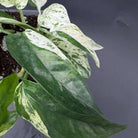 Epipremnum aureum 'Marble Queen' showcasing marbled white and green leaves, perfect for indoor climbing or trailing decor.