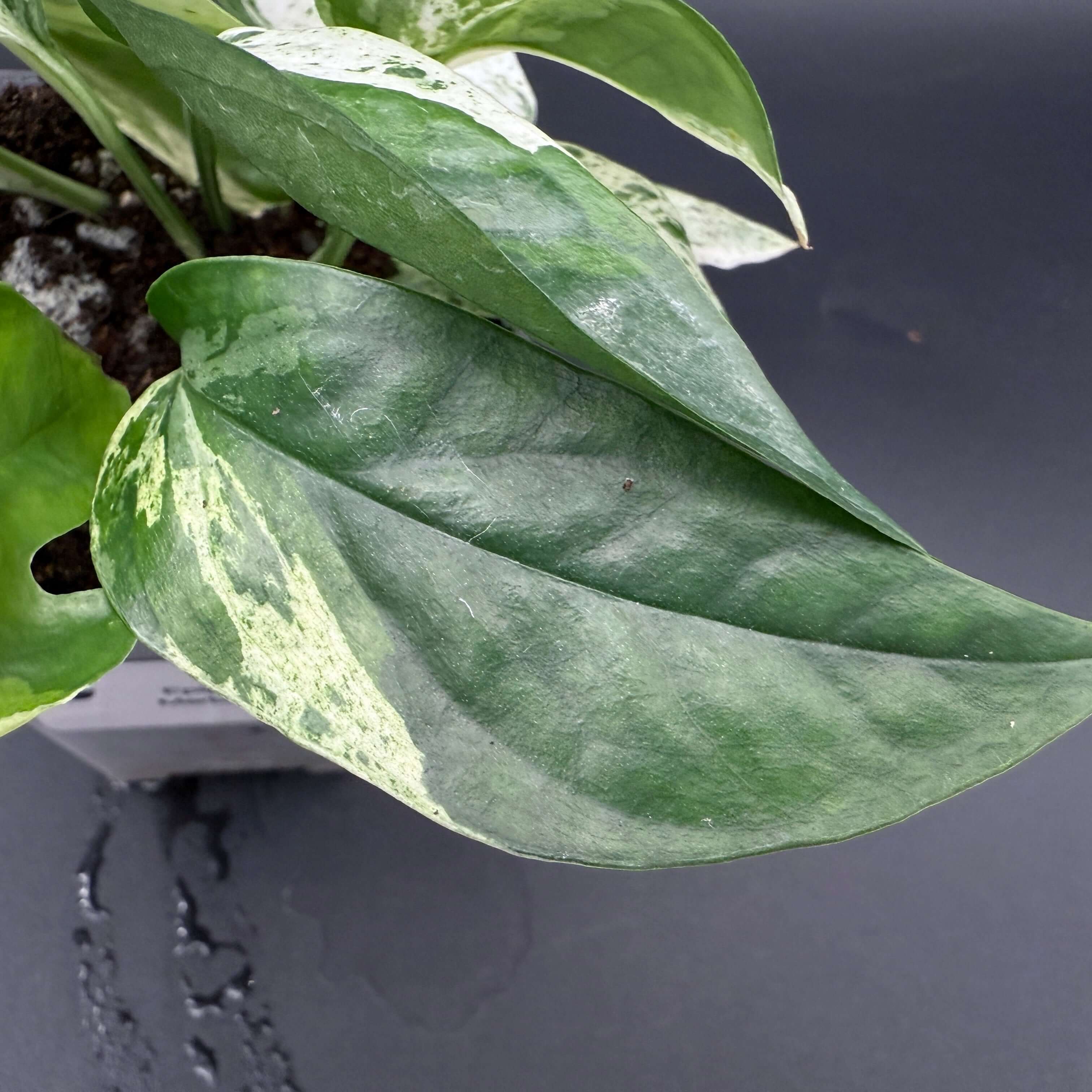 Epipremnum aureum 'Marble Queen' showcasing marbled green and creamy white leaves, perfect for home decor or indoor gardening.