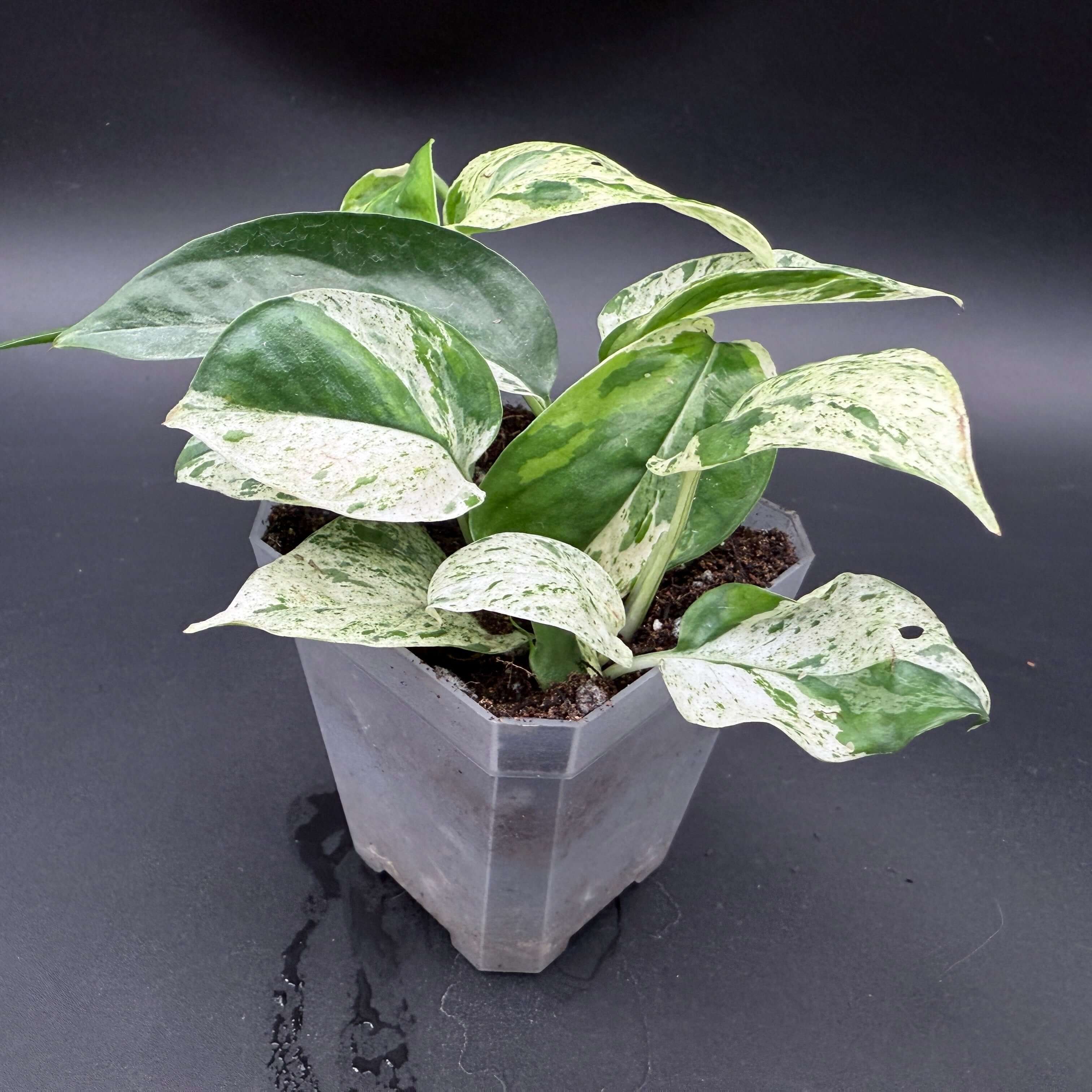 Potted Epipremnum aureum 'Marble Queen' with marbled green and white leaves on a dark background.