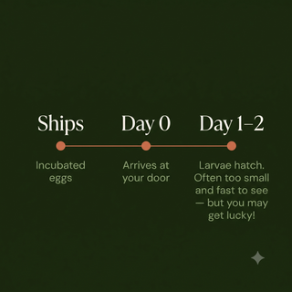 Green lacewing larvae timeline: ships as incubated eggs, arrives at your door on day 0, larvae hatch on days 1 to 2 — often too small and fast to see.