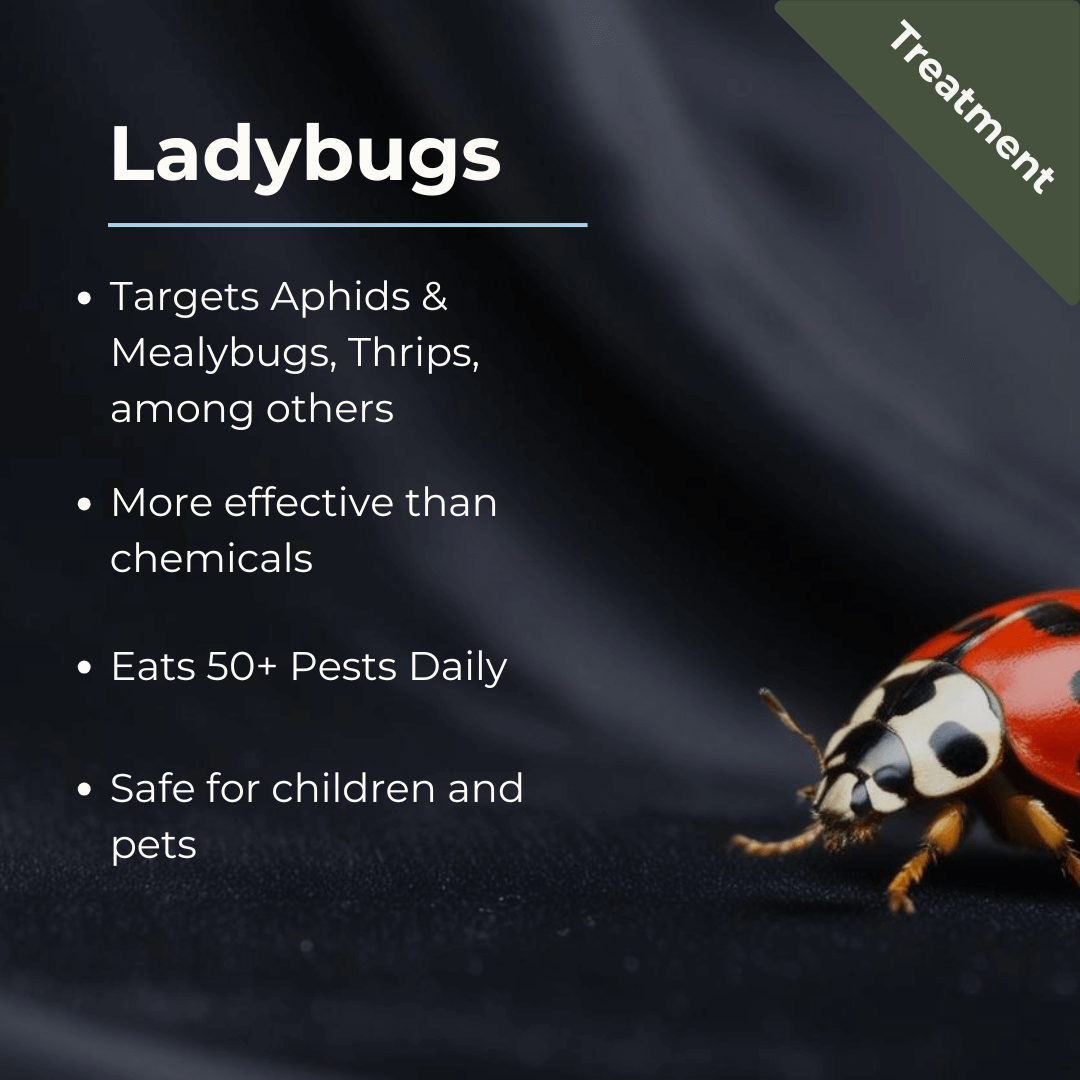 Ladybugs Gift - Pre-Fed natural pest control for aphids, thrips, and mites. Safe, eco-friendly solution for gardens and crops.