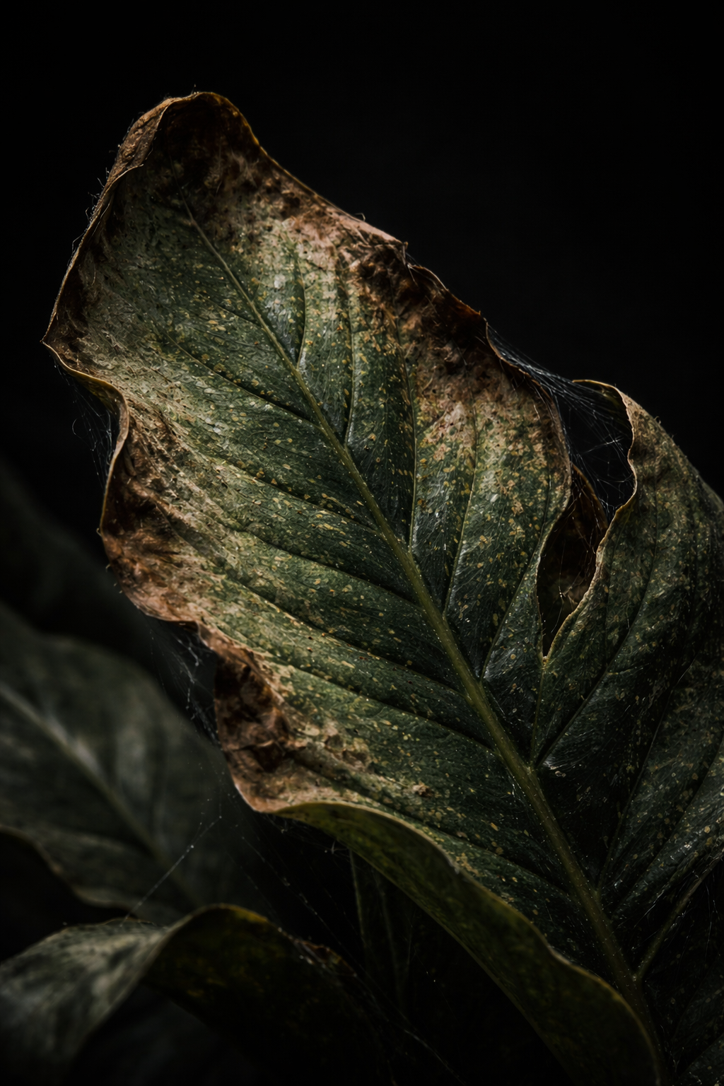 Macro photograph of plant leaf showing spider mite stippling damage