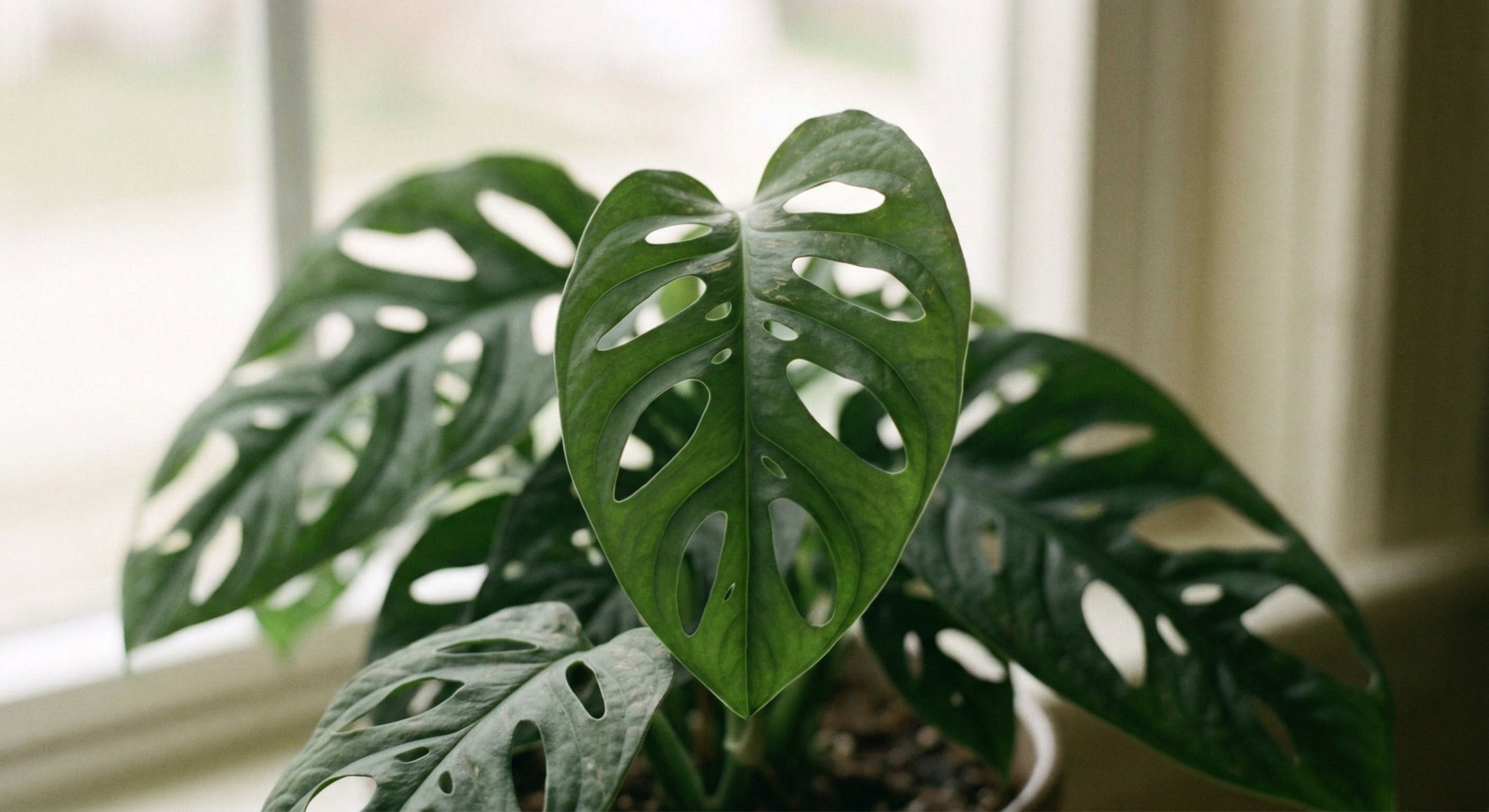 Fresh healthy monstera leaf unfurling — clean new growth after biocontrol deployment