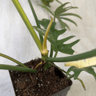 Philodendron Florida Beauty x Tortum plant with variegated leaves and architectural shape in pot