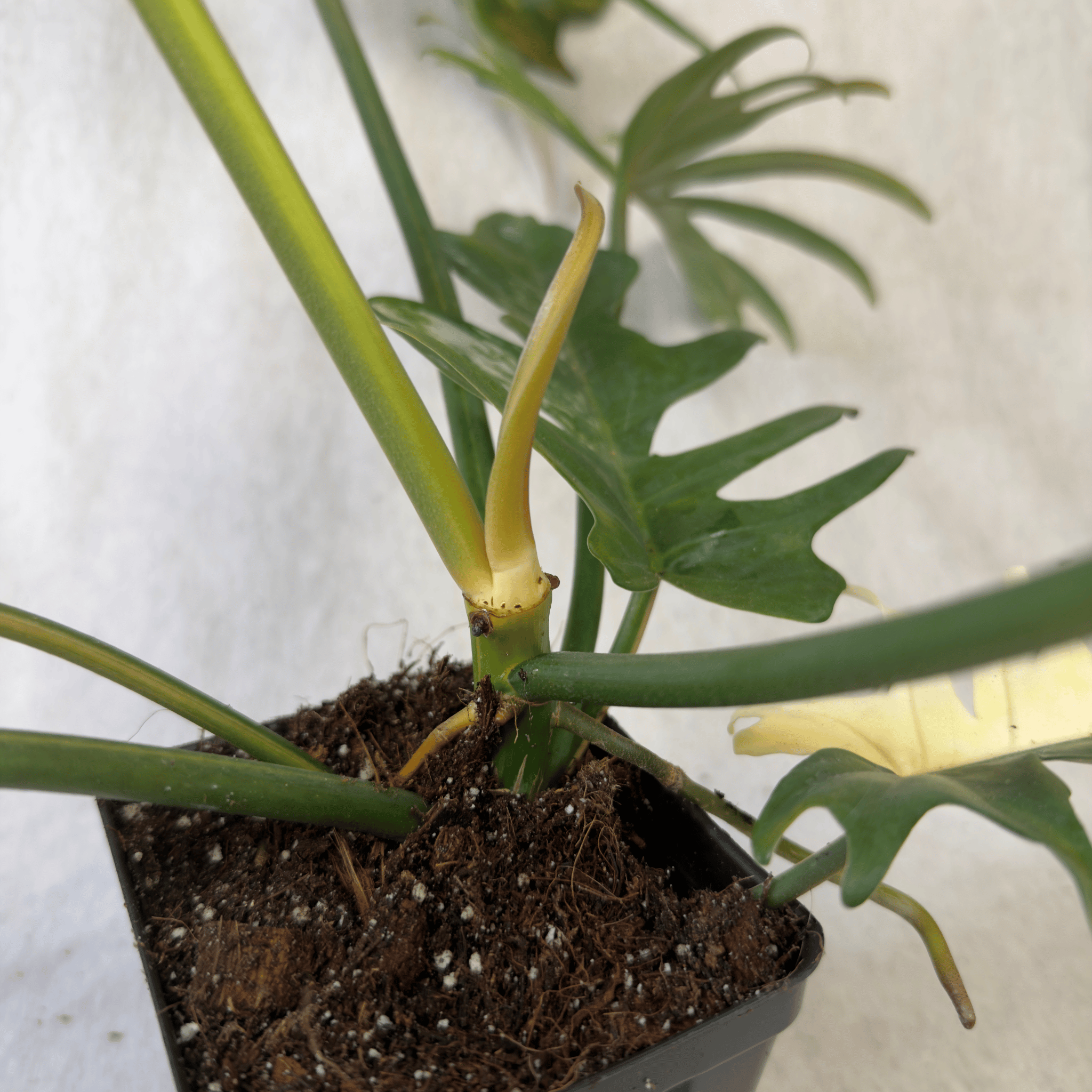 Philodendron Florida Beauty x Tortum plant with variegated leaves and architectural shape in pot