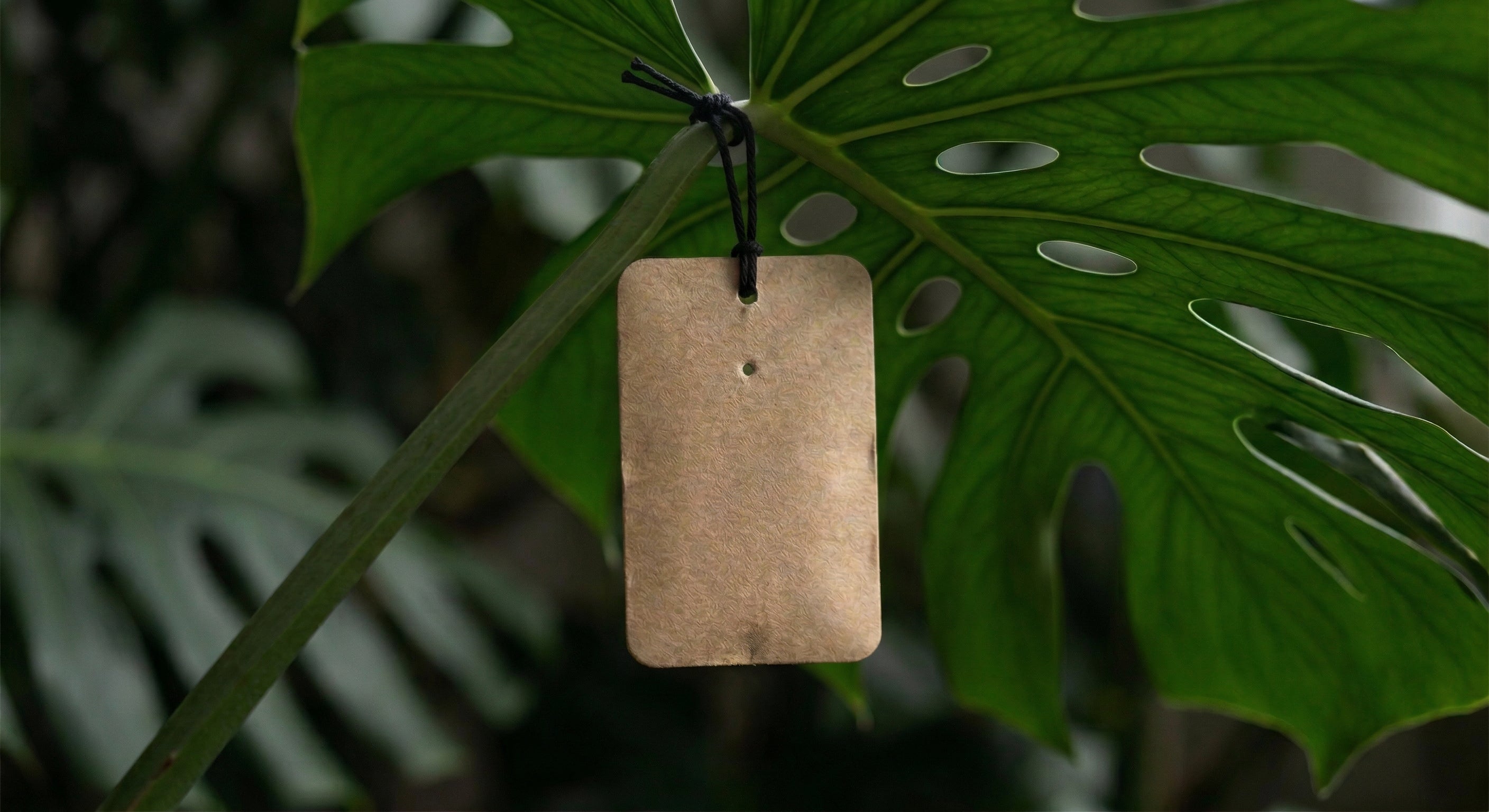 Predatory mite sachet hanging from a monstera leaf