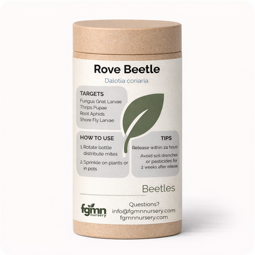 Dalotia coriaria rove beetle — thrips soil treatment
