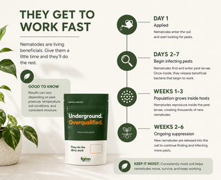 Sf nematode timeline: applied on day 1, infecting pest larvae by days 2 to 7, population growing inside hosts through weeks 1 to 3, and ongoing suppression through weeks 2 to 6. Consistently moist soil helps them move and survive.