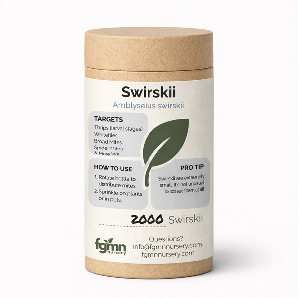 Amblyseius swirskii — thrips treatment predatory mite